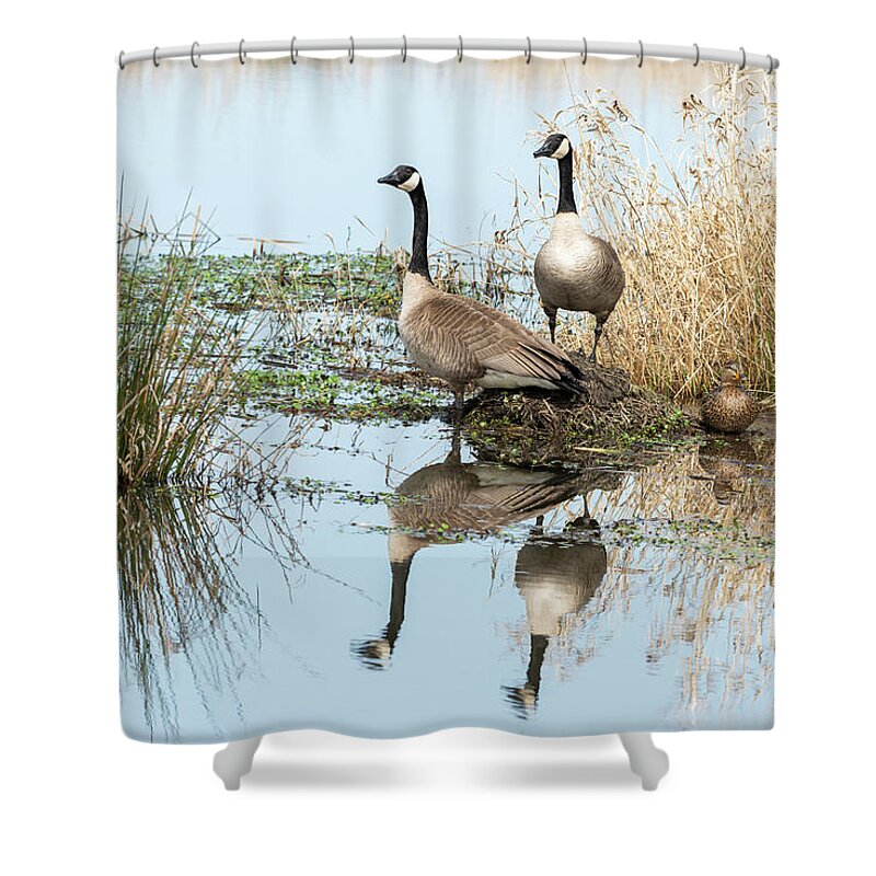 Afternoon Shower Curtain featuring the photograph Geese on the Marsh by Robert Potts