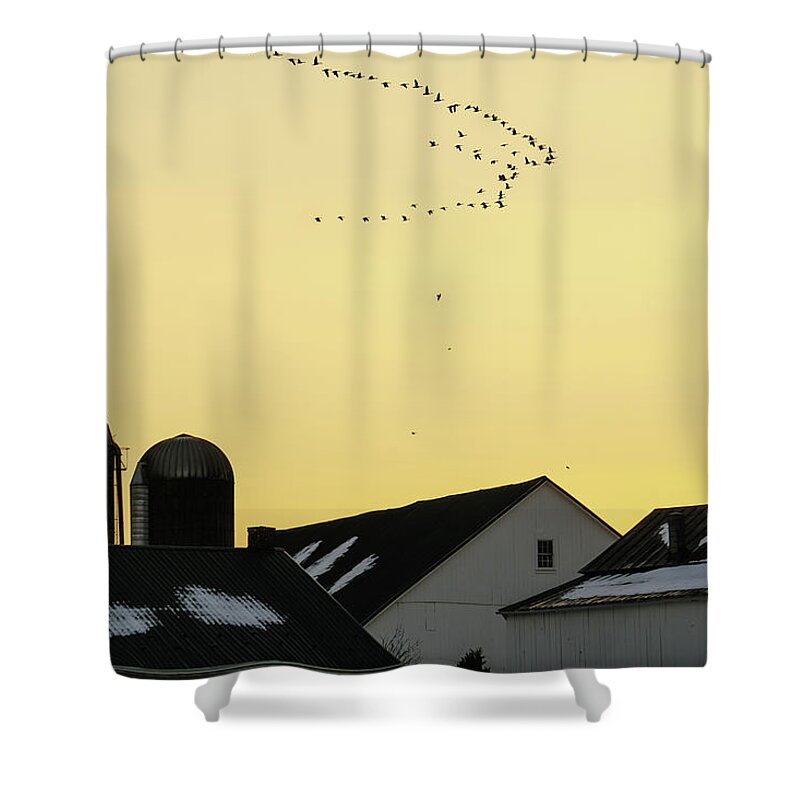 Geese Shower Curtain featuring the photograph Geese Overhead by Tana Reiff
