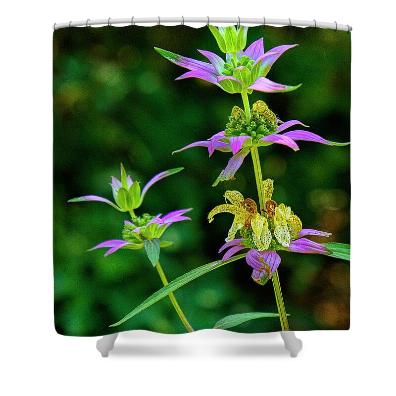 Plant Shower Curtain featuring the photograph Gentian by Bill Barber