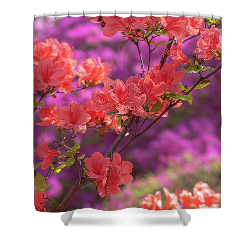 Shower Curtain featuring the photograph Gentle Red Of Rhododendron Kaempferi 3 by Jenny Rainbow