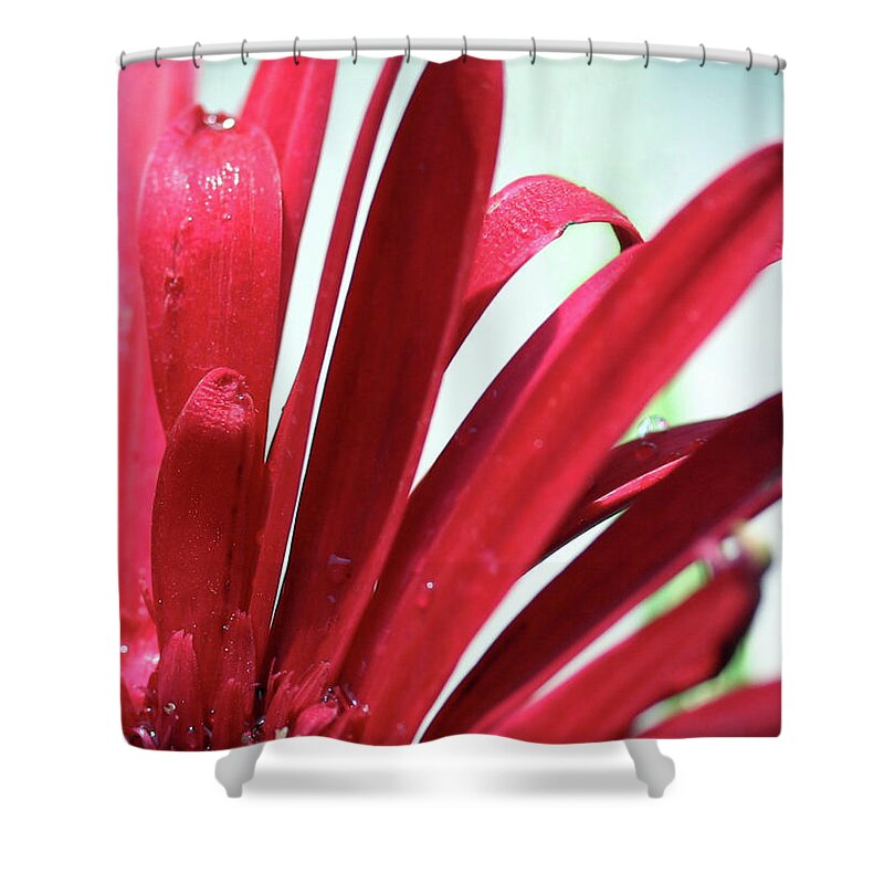 Gerber Feathers Shower Curtain featuring the photograph Gerber Feathers by Natalie Dowty