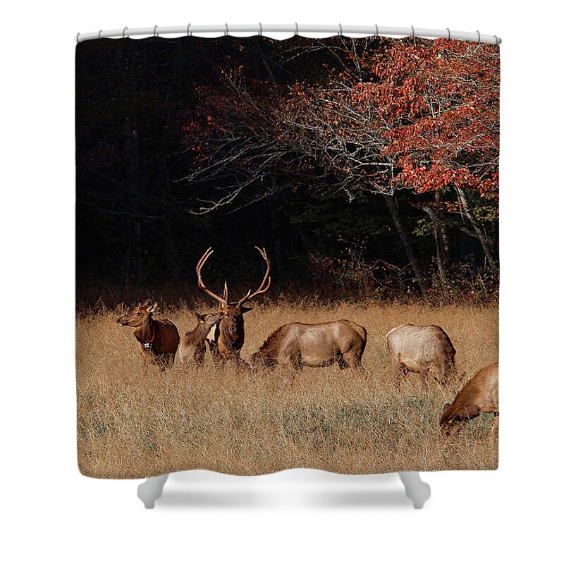 Elk Shower Curtain featuring the photograph Getting Noticed by Gina Fitzhugh