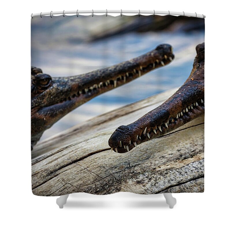 Gharial Shower Curtain featuring the photograph Gharials Chilling by Rene Vasquez