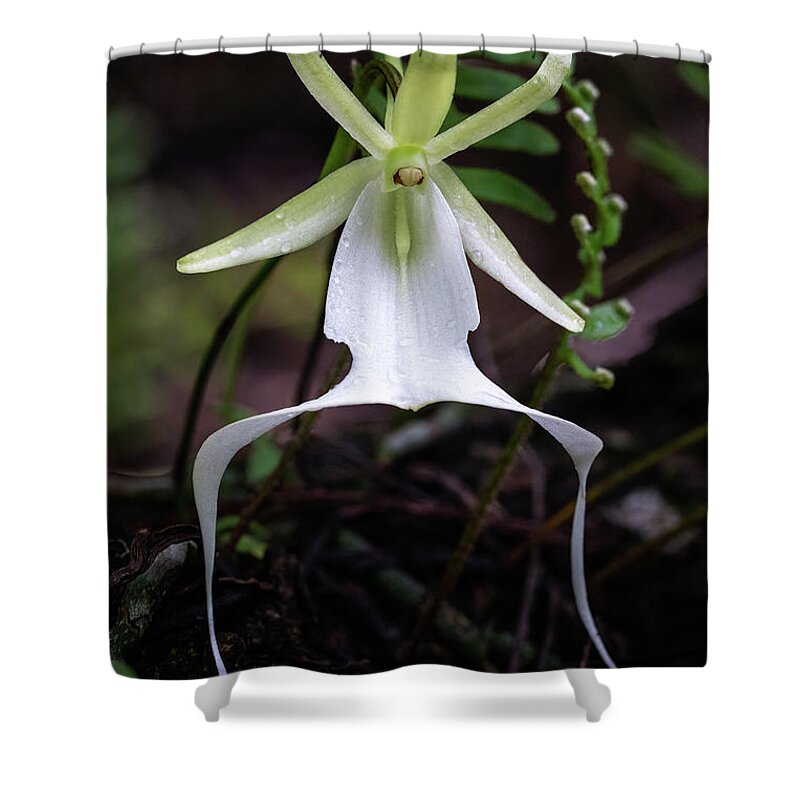Big Cypress National Preserve Shower Curtain featuring the photograph Ghost Orchid Survivor by Rudy Wilms