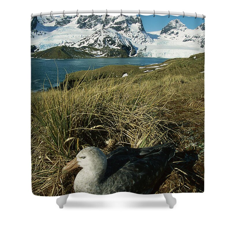 00260858 Shower Curtain featuring the photograph Giant Petrel and Mt Cunningham by Grant Dixon