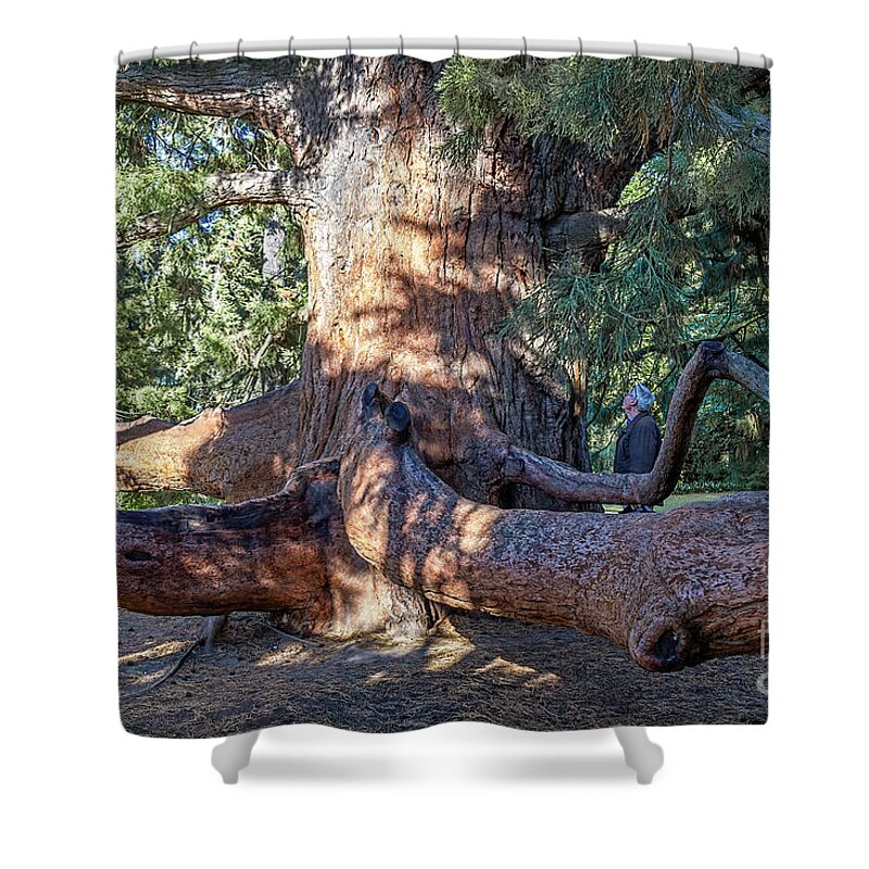Sequoia Shower Curtain featuring the photograph Giant Sequoia/Redwood Tree Trunk by Elaine Teague