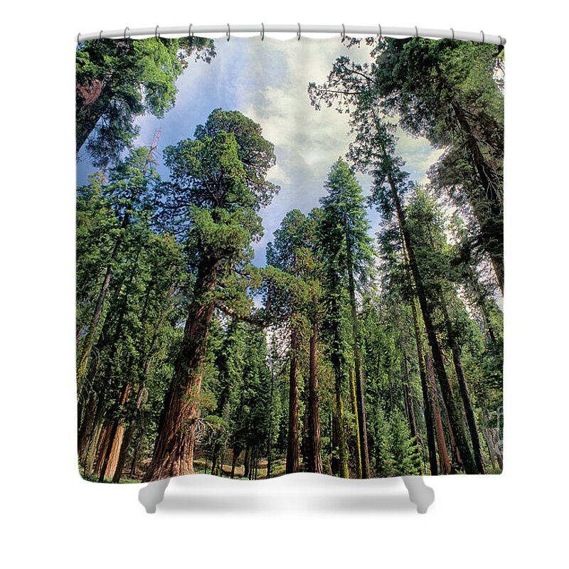 Dave Welling Shower Curtain featuring the photograph Giant Sequoias Sequoiadendron Gigantium Yosemite by Dave Welling