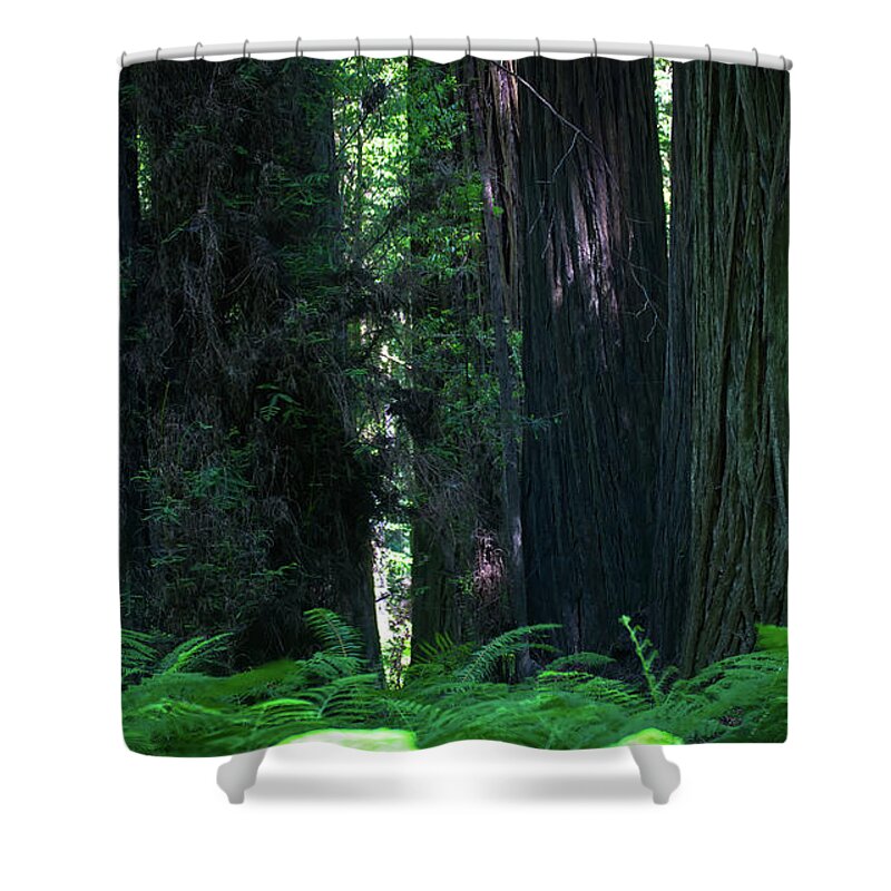 Humboldt Shower Curtain featuring the photograph Giant tree trunks and ferns by Jean-Luc Farges