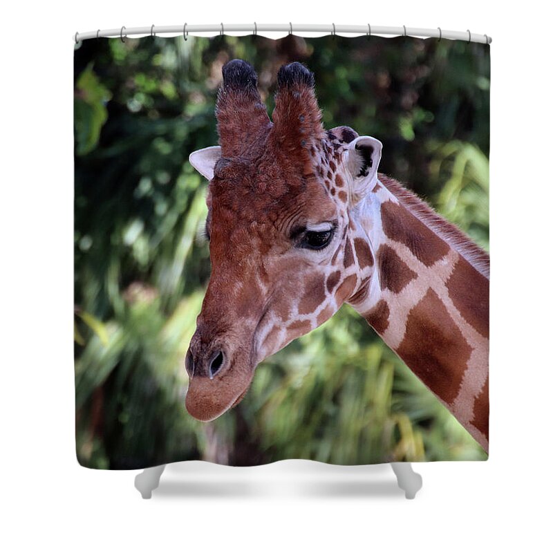 Face To Face Shower Curtain featuring the photograph Giraffe Face to Face by David T Wilkinson