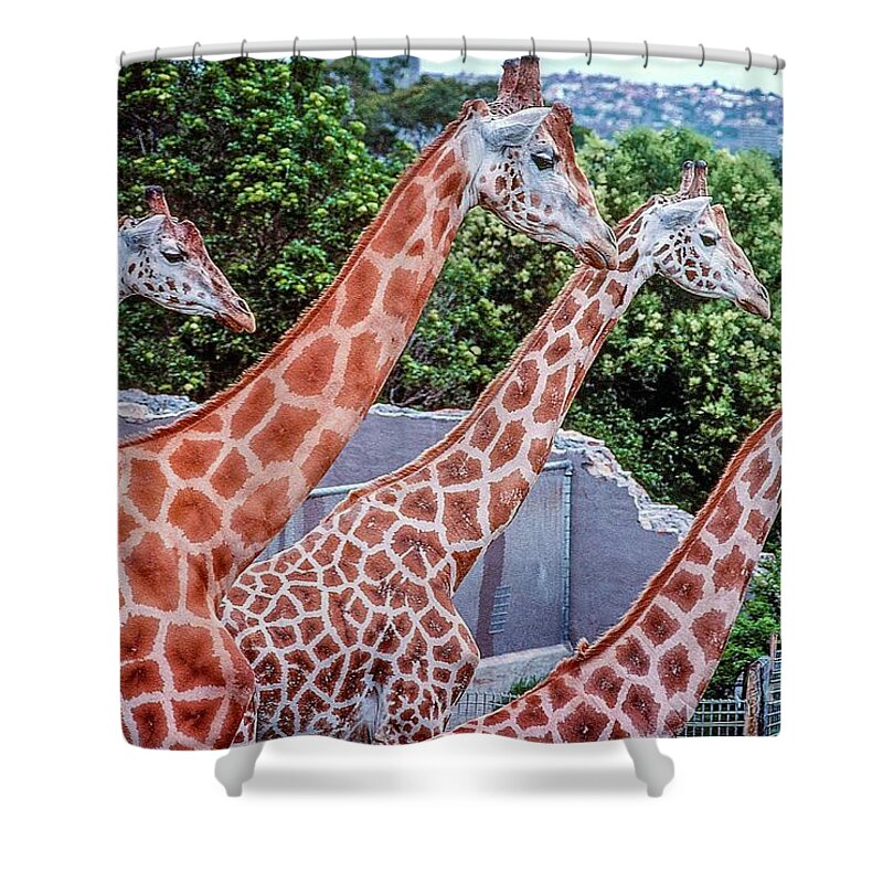 Giraffe Shower Curtain featuring the photograph Giraffes by Fran Woods