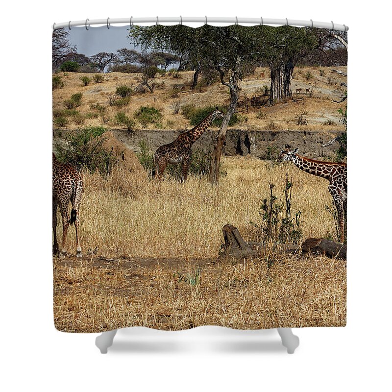 3 Giraffes Shower Curtain featuring the photograph Giraffes Scene by Sally Weigand