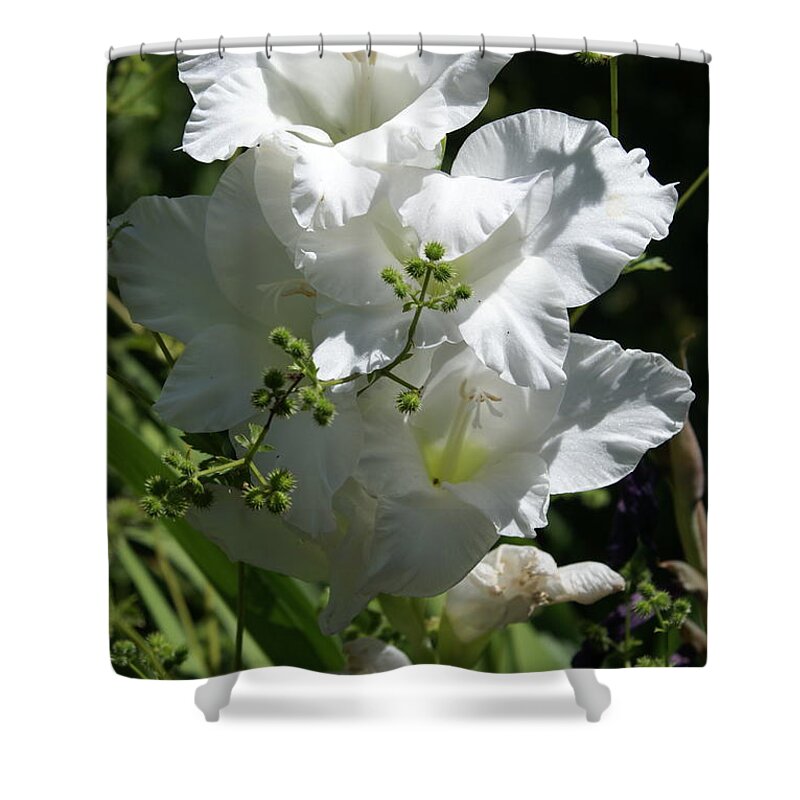  Shower Curtain featuring the photograph Gladiolus by Heather E Harman