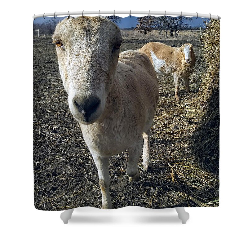 Goats Shower Curtain featuring the photograph Gladys by Shy 38 Inc