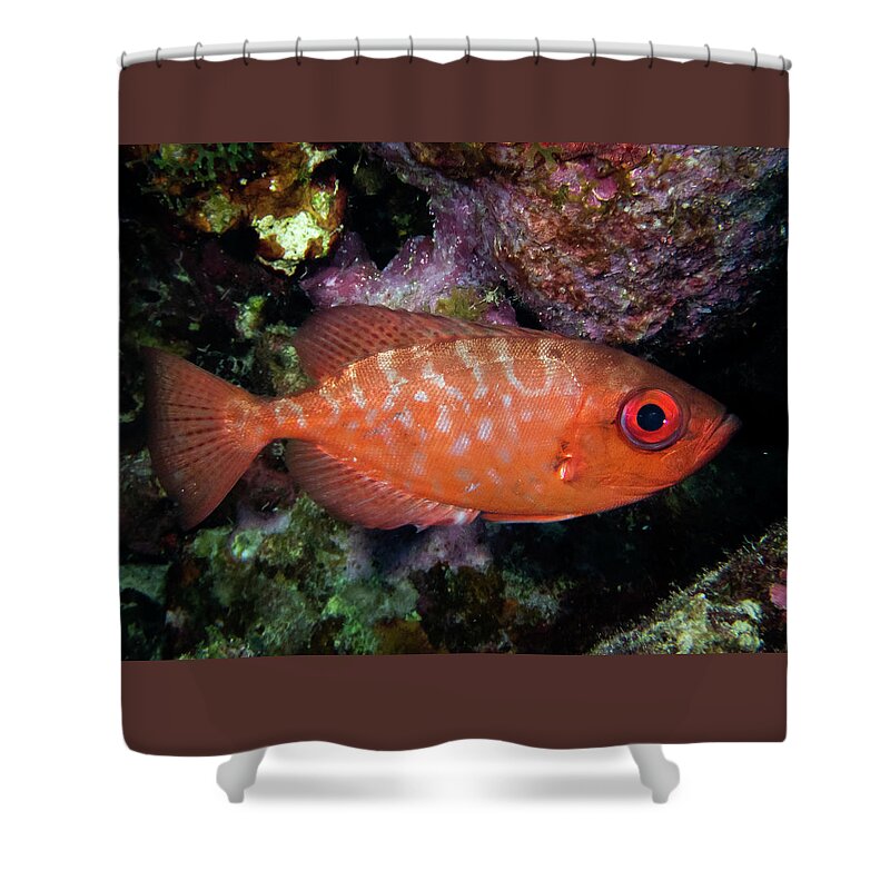 Snapper Shower Curtain featuring the photograph Glasseye Snapper by Brian Weber