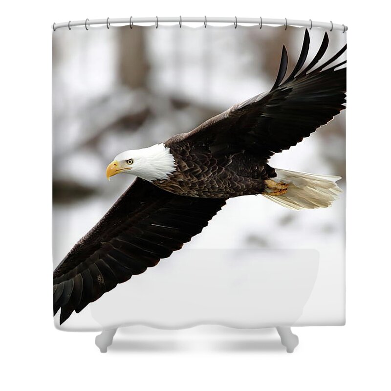 Bird Shower Curtain featuring the photograph Gliding Along by Lens Art Photography By Larry Trager