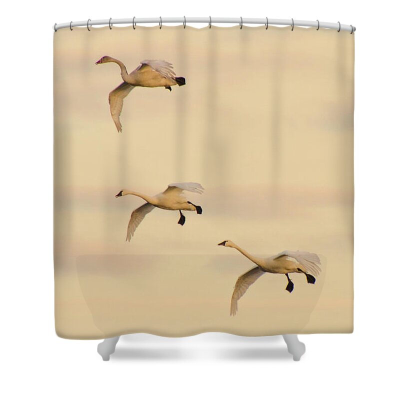 Tundra Swans Shower Curtain featuring the photograph Gliding Among the Pastel Clouds by Beth Venner