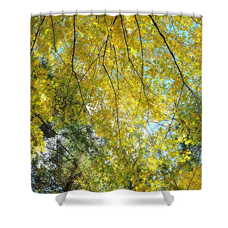 Fall Shower Curtain featuring the photograph Glitter Dome 3 by Terri Gostola