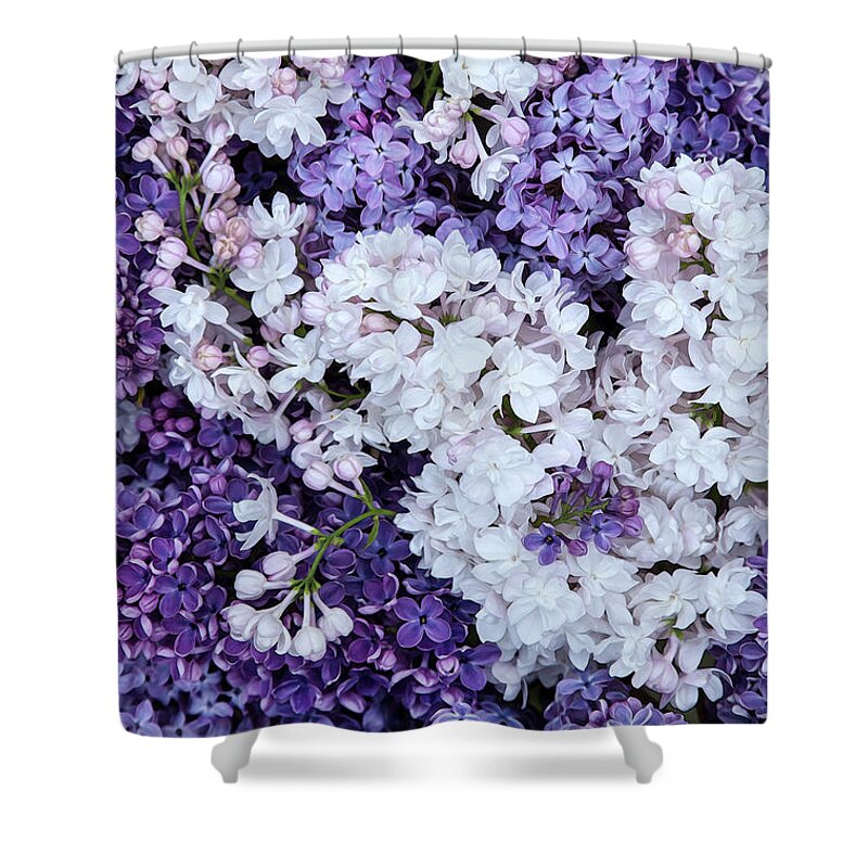 Face Mask Shower Curtain featuring the photograph Glorious Lilacs by Theresa Tahara