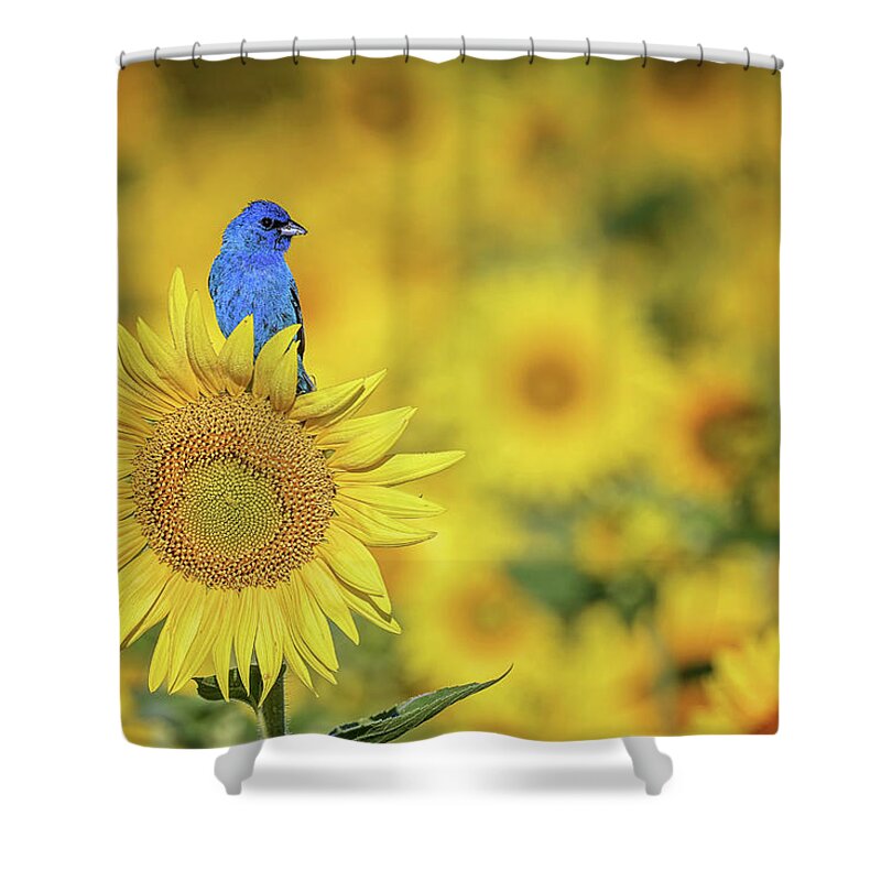 Sunflower Shower Curtain featuring the photograph Glory in the Morning by Peg Runyan