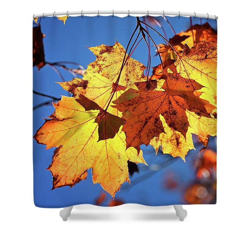 Maple Shower Curtain featuring the photograph Glowing Maple by Steven Nelson