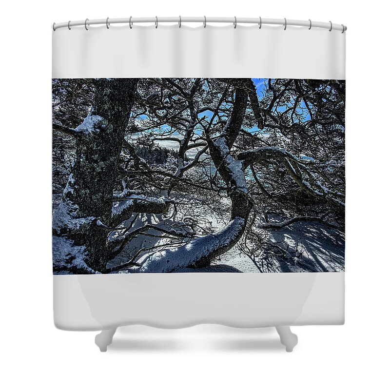 Gnarled Jack Pine On Bedrock Shower Curtain featuring the photograph Gnarled Jack Pine On Schoodic Bedrock by Marty Saccone