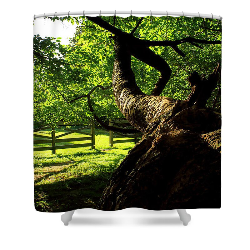 Afternoon Sun Shower Curtain featuring the photograph Gnarled Tree and Rustic Fence in Golden Hour by Steve Ember