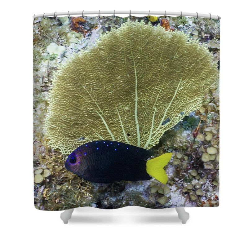 Animals Shower Curtain featuring the photograph Go Gorgonian by Lynne Browne