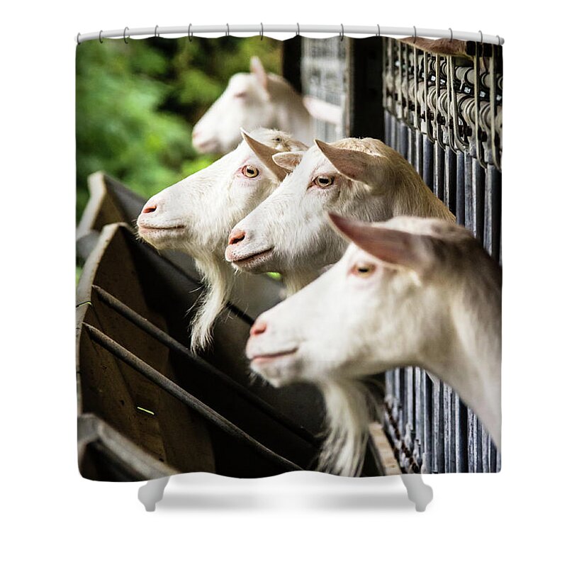 Italy Shower Curtain featuring the photograph Goats seeking attention by Craig A Walker