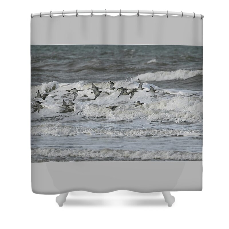 Sea Shower Curtain featuring the photograph Godwit by Wendy Cooper