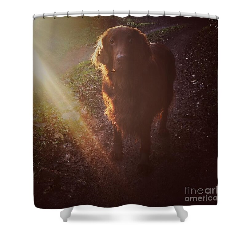 Dog Shower Curtain featuring the photograph Going For A Walk by Ang El