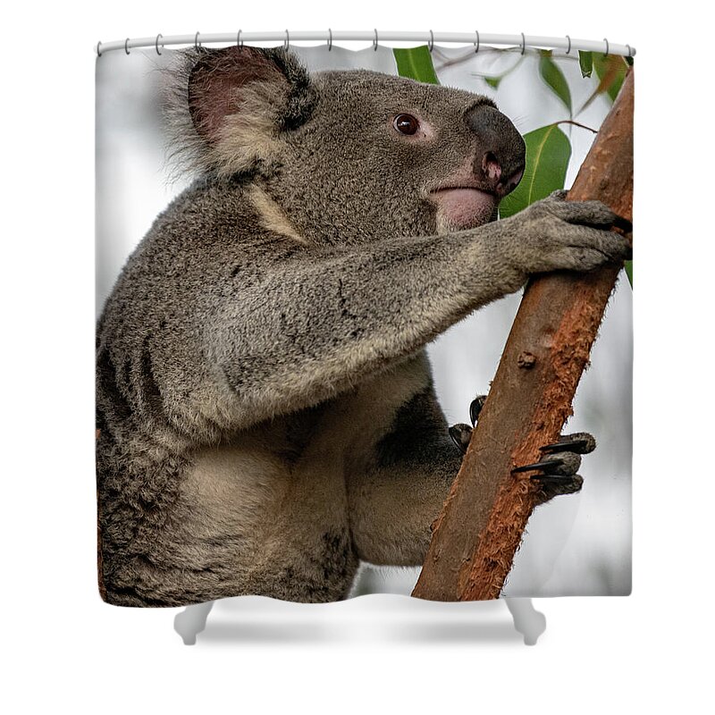 San Diego Zoo Shower Curtain featuring the photograph Going Up by David Levin