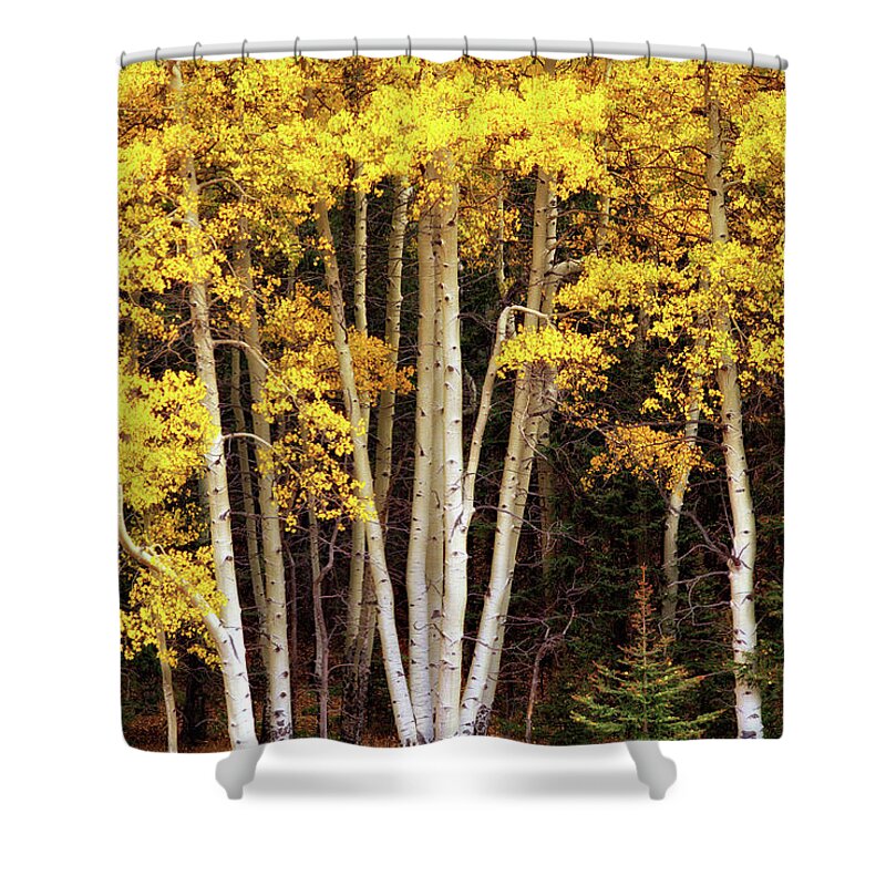 Fall Shower Curtain featuring the photograph Gold Aspen Trees by Bob Falcone