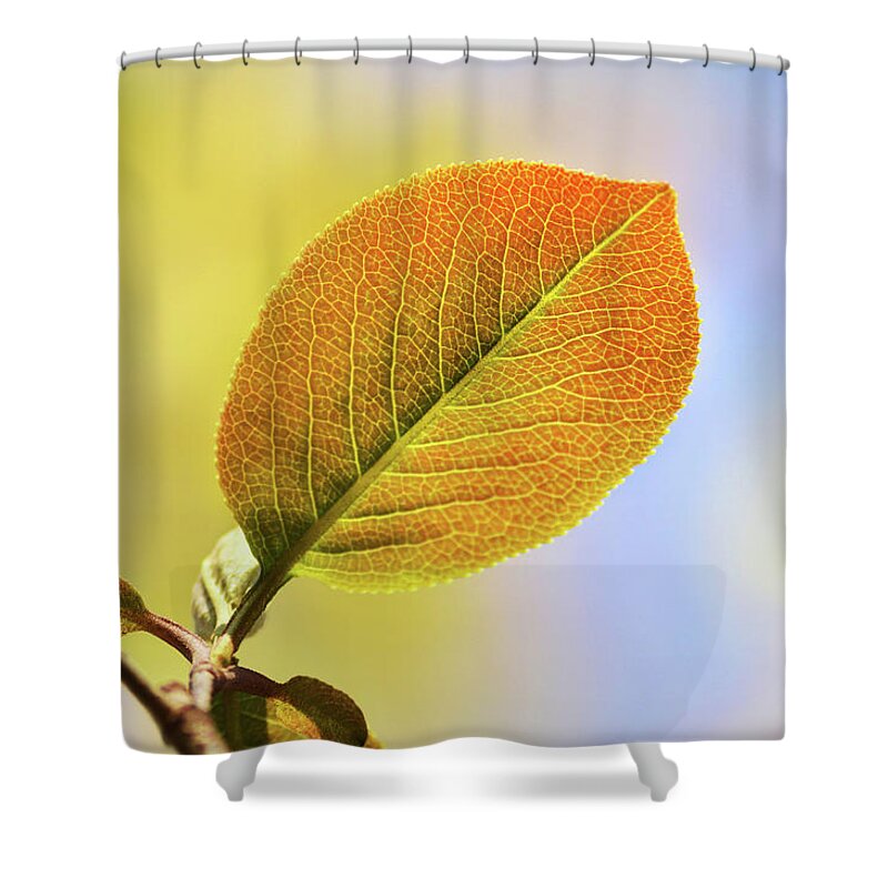 Gold Leaf Shower Curtain featuring the photograph Gold Leaf by Christina Rollo