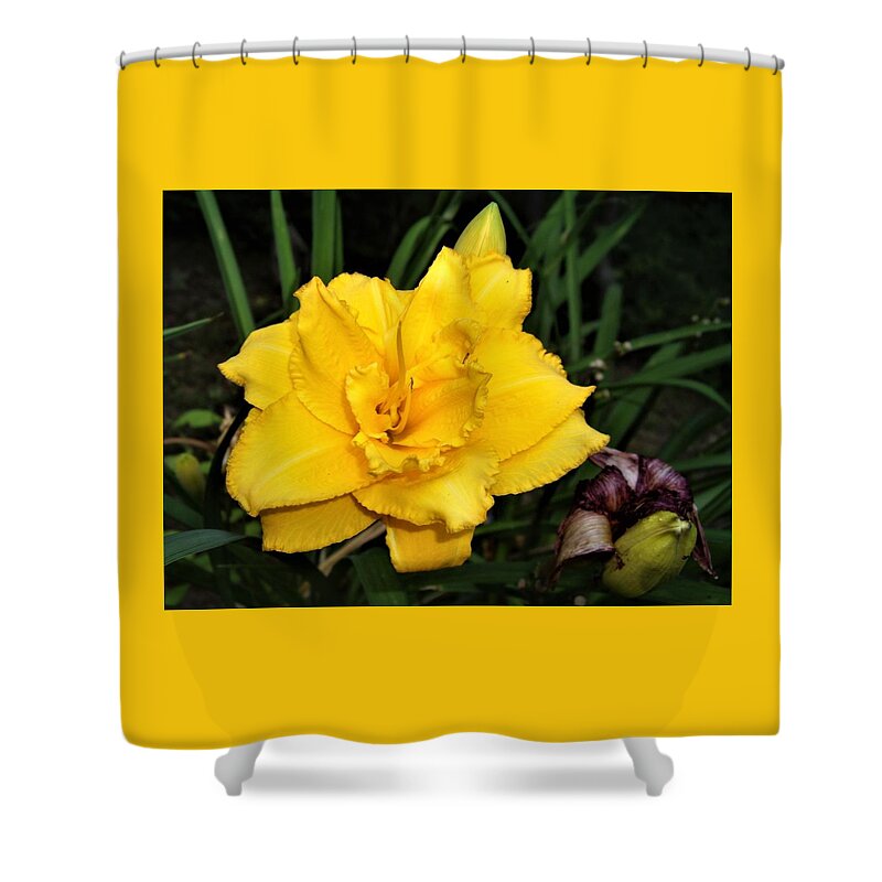 Flower Shower Curtain featuring the photograph Gold Ruffled Day Lily by Nancy Ayanna Wyatt