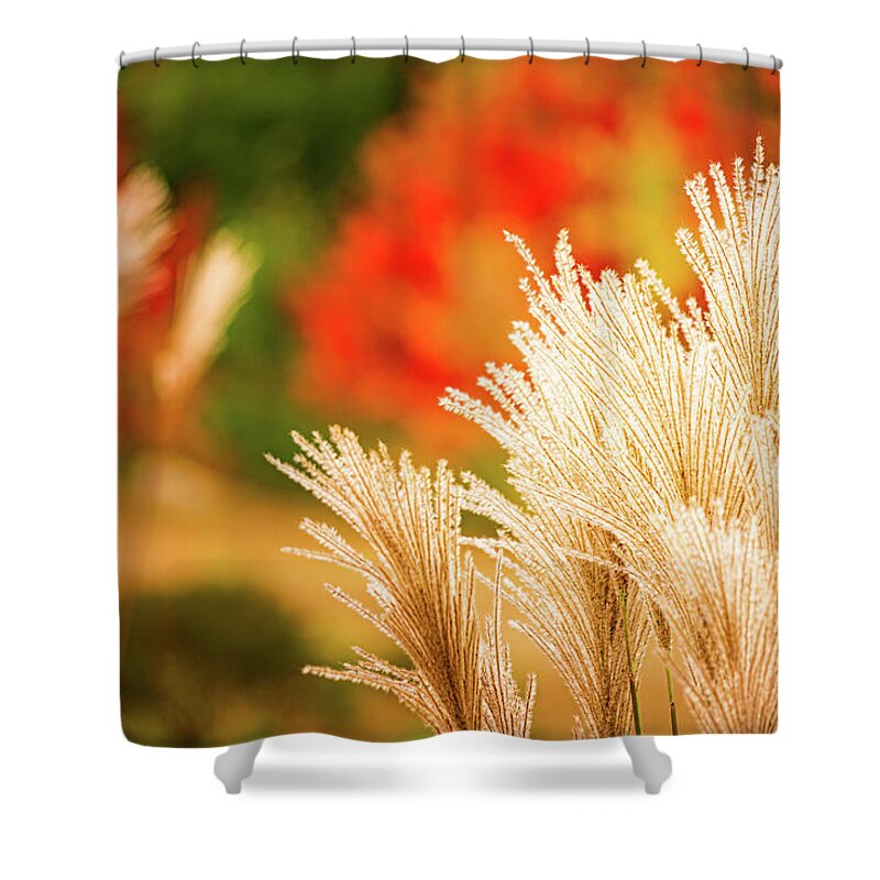 New Hampshire Shower Curtain featuring the photograph Golden Autumn Grass by Jeff Sinon