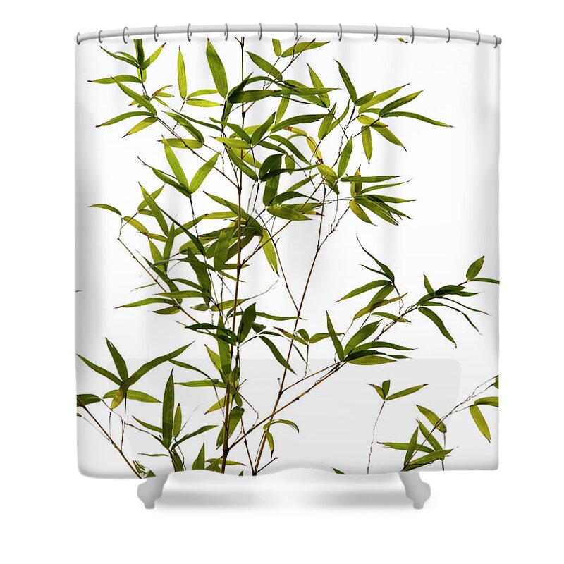Bamboo Shower Curtain featuring the photograph Golden Bamboo by Tim Gainey