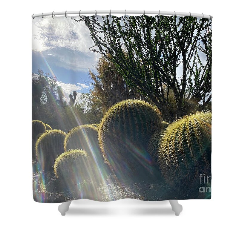 Cactus Shower Curtain featuring the photograph Golden Barrel Cactus in Sun Beams by Katherine Erickson