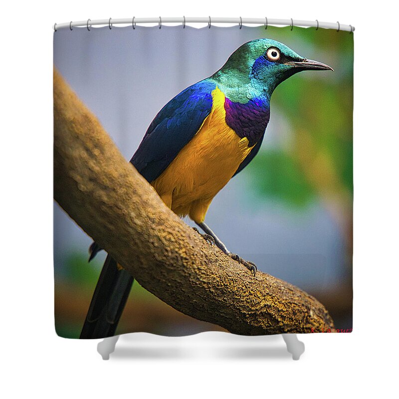 Green Shower Curtain featuring the photograph Golden Breasted Starling by Rene Vasquez