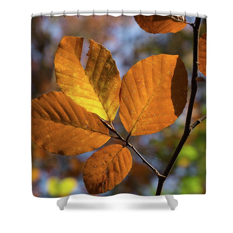 Leaves Shower Curtain featuring the photograph Golden brown leaves by Adriana Mueller