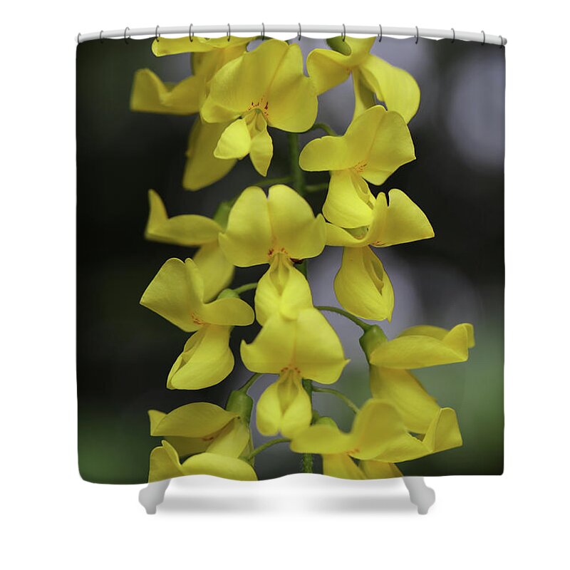 Golden Chain Tree Shower Curtain featuring the photograph Golden Chain Tree by Tammy Pool