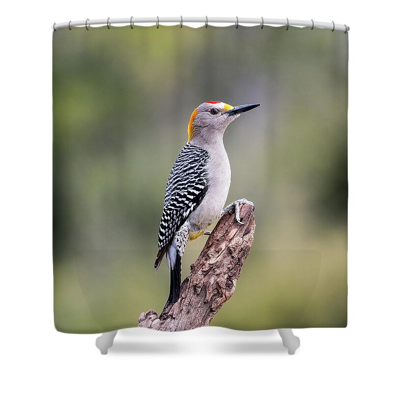 Golden-fronted Woodpecker Shower Curtain featuring the photograph Golden-Fronted Woodpecker by Cheri Freeman