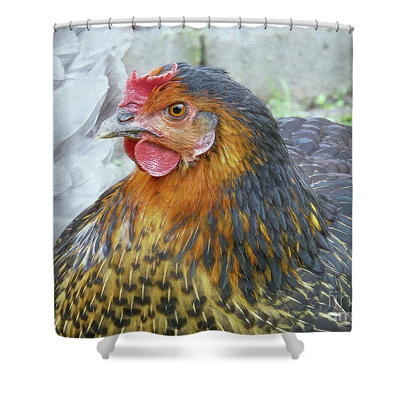Hen Shower Curtain featuring the photograph Golden Hen by Kim Tran