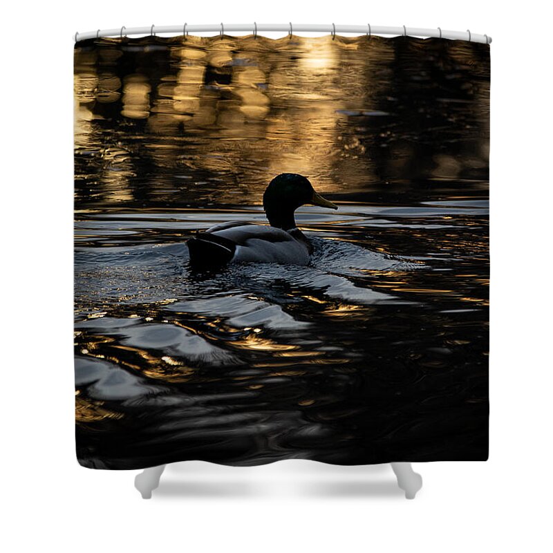 Duck Shower Curtain featuring the photograph Golden Hour Swim by Linda Bonaccorsi