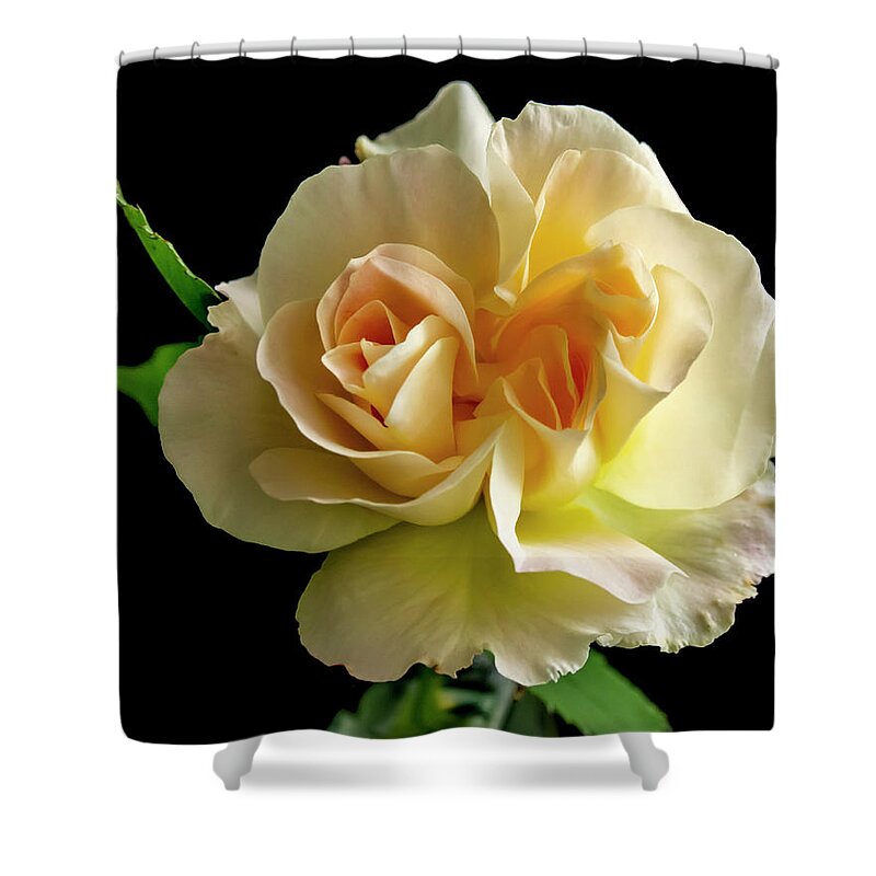 Flower Shower Curtain featuring the photograph Golden Rose by Cathy Kovarik