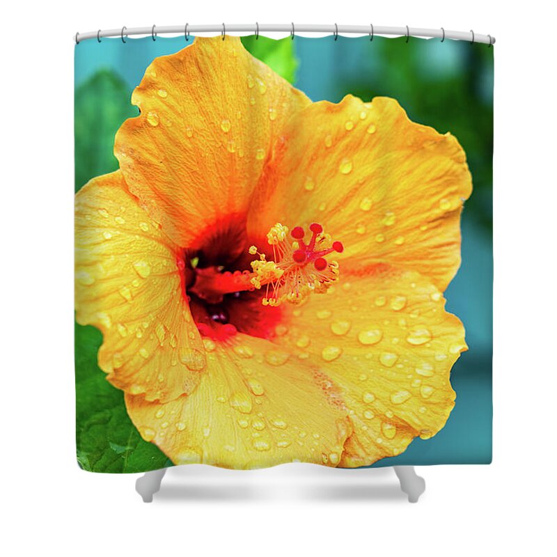 Flowers & Plants Shower Curtain featuring the photograph Golden Spring by Adam Johnson