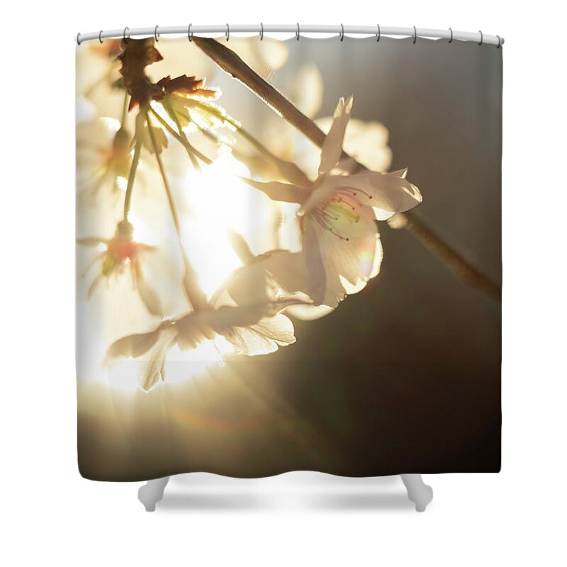 Cherry Blossom Shower Curtain featuring the photograph Golden Spring Blossoms by Rachel Morrison