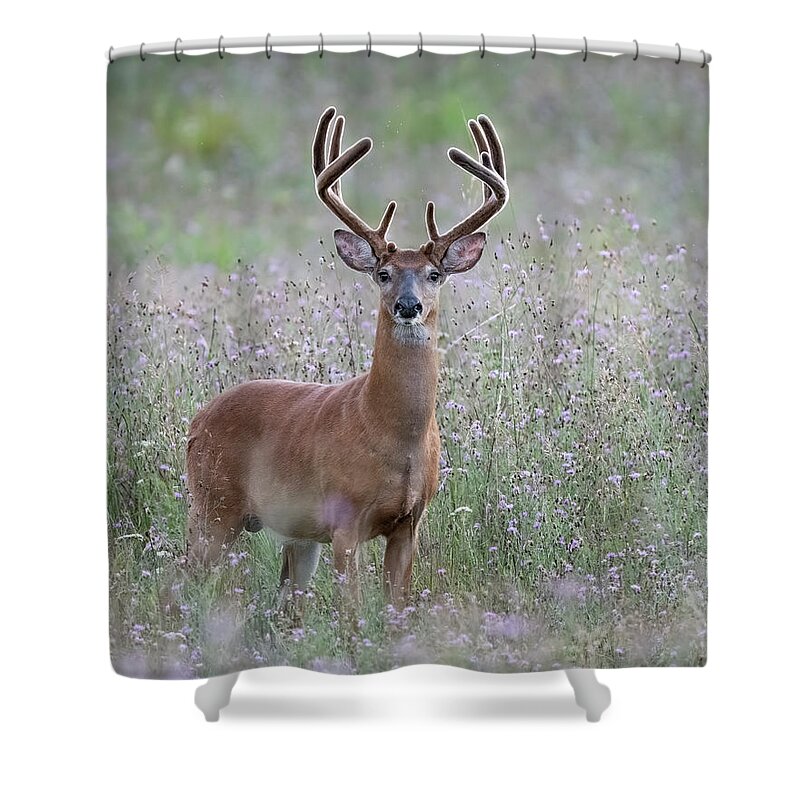 Deer Shower Curtain featuring the photograph Golden Velvet by James Overesch