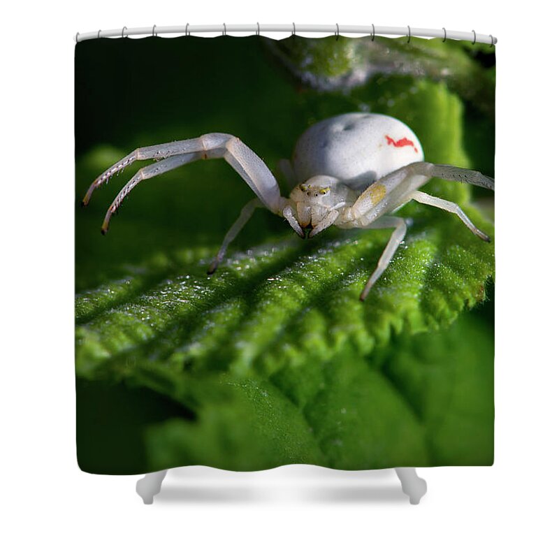Spider Shower Curtain featuring the photograph Goldenrod crab spider by Olivier Parent