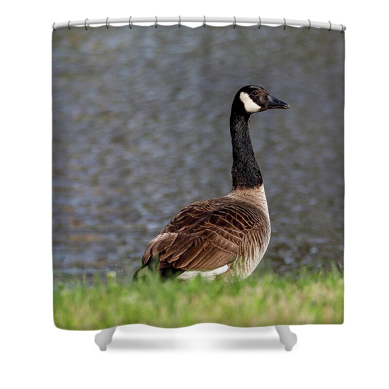 Birds Shower Curtain featuring the photograph Goose by David Beechum