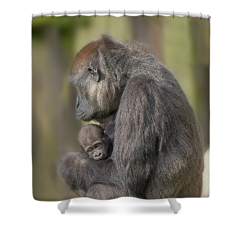 https://render.fineartamerica.com/images/rendered/default/shower-curtain/images/artworkimages/medium/3/gorilla-mother-and-her-baby-rawshutterbug.jpg?&targetx=-1&targety=1&imagewidth=787&imageheight=1178&modelwidth=787&modelheight=819&backgroundcolor=9A9672&orientation=0